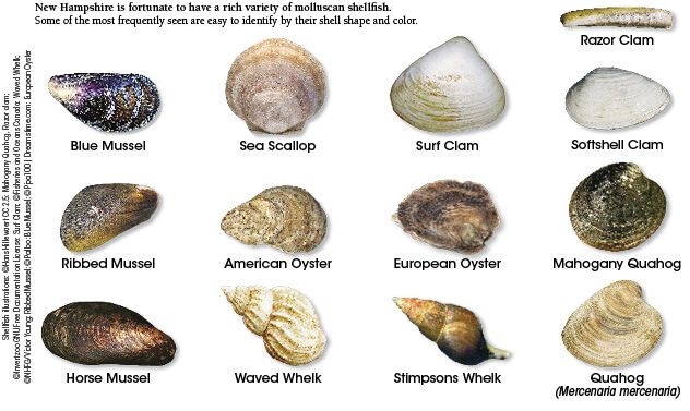 clam.vs oyster