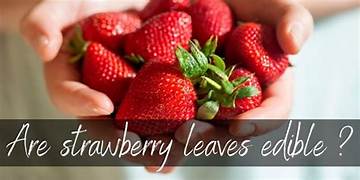 can you eat the leaves of a strawberry