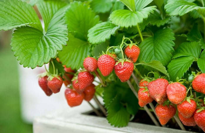 can you eat the leaves of a strawberry