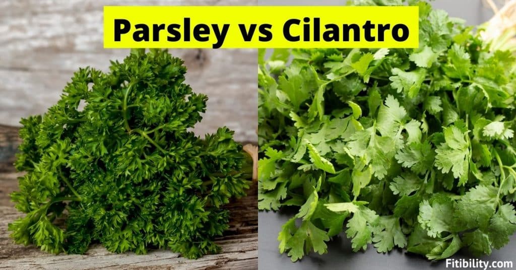 cilantro vs parsley