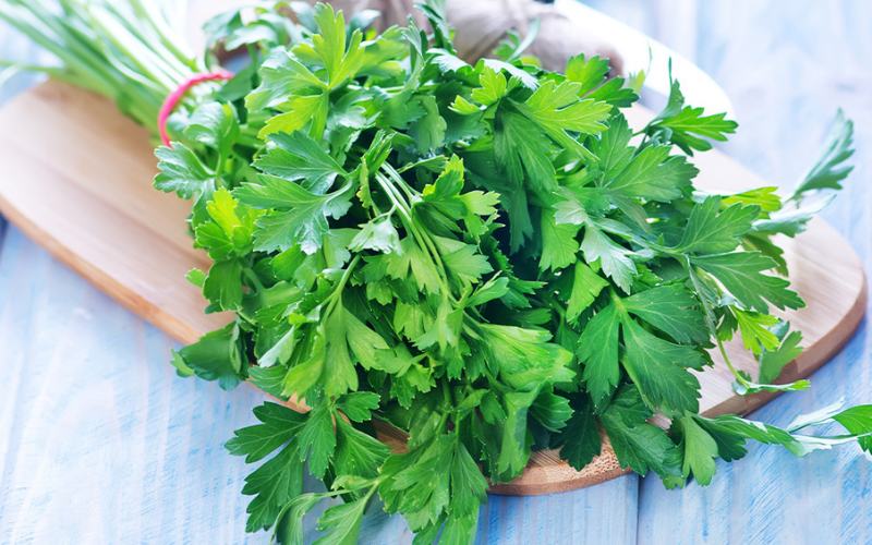 cilantro vs parsley