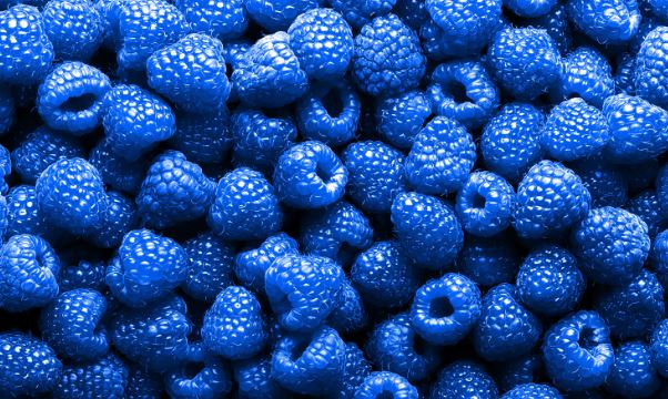 blue raspberries real