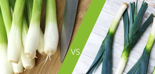 scallion vs leek