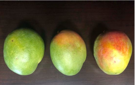 ripe mango vs unripe