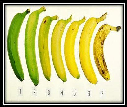 can you eat green bananas