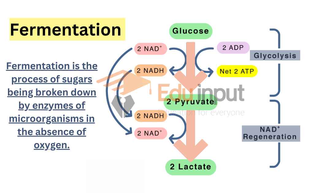 fermented rice