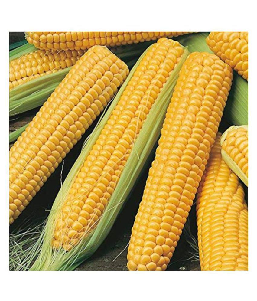 Sweet Corn Hybrids