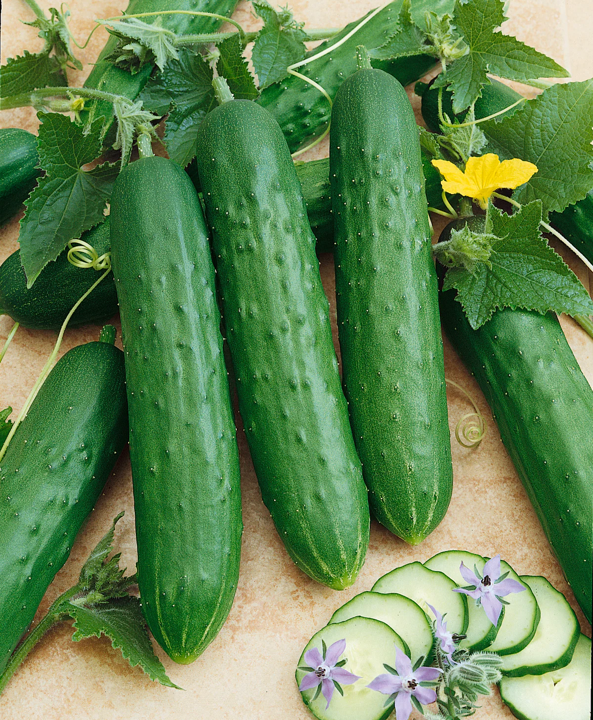 Cucumber Hybrids