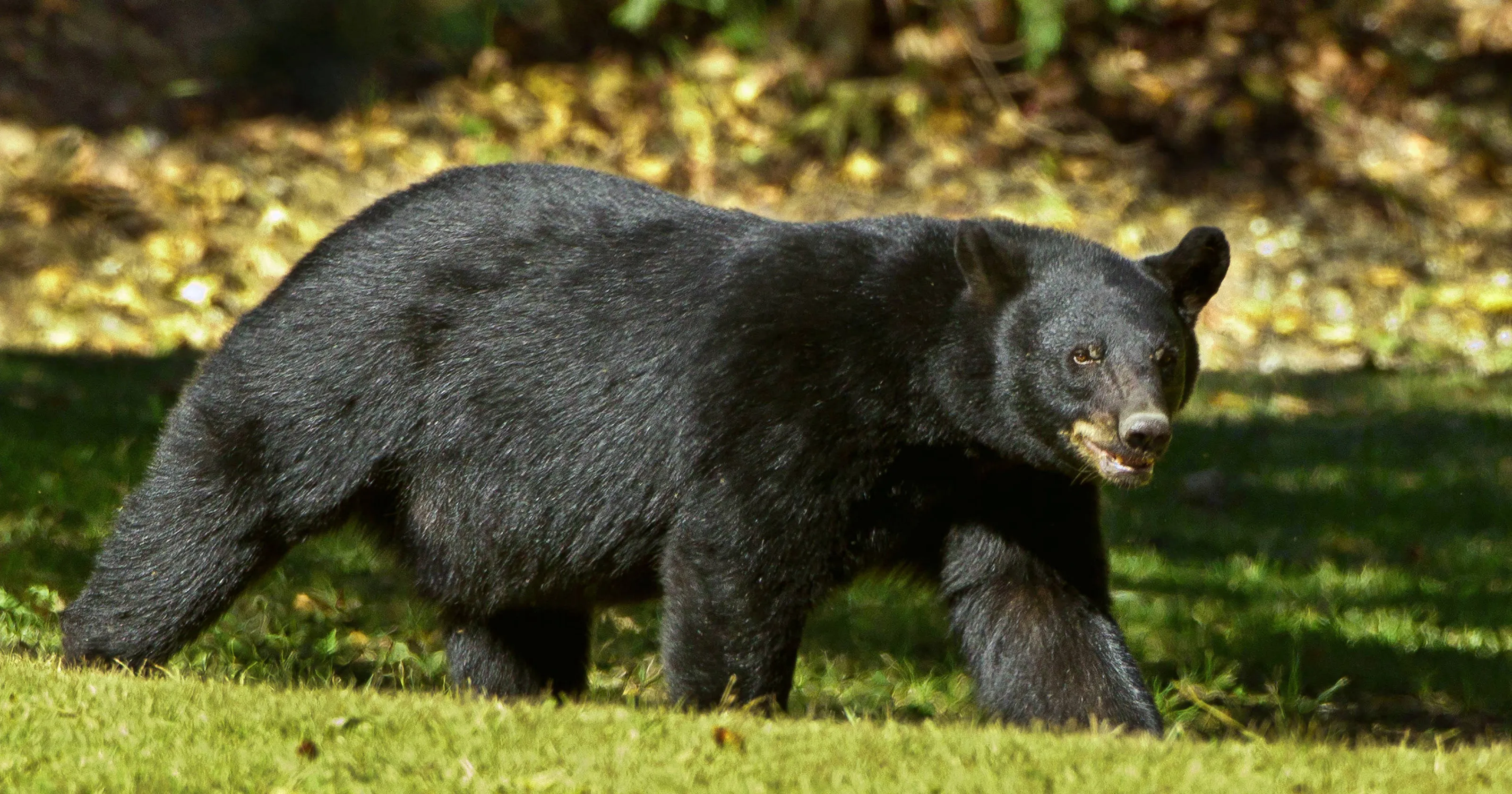 which bear is the most dangerous