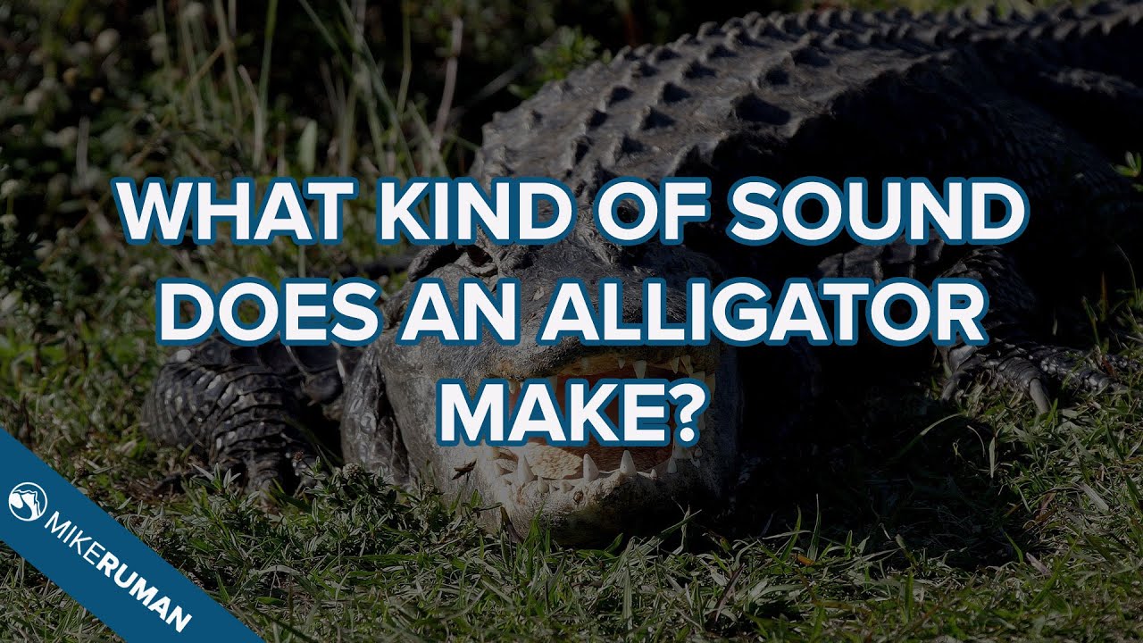 what sounds do alligators make