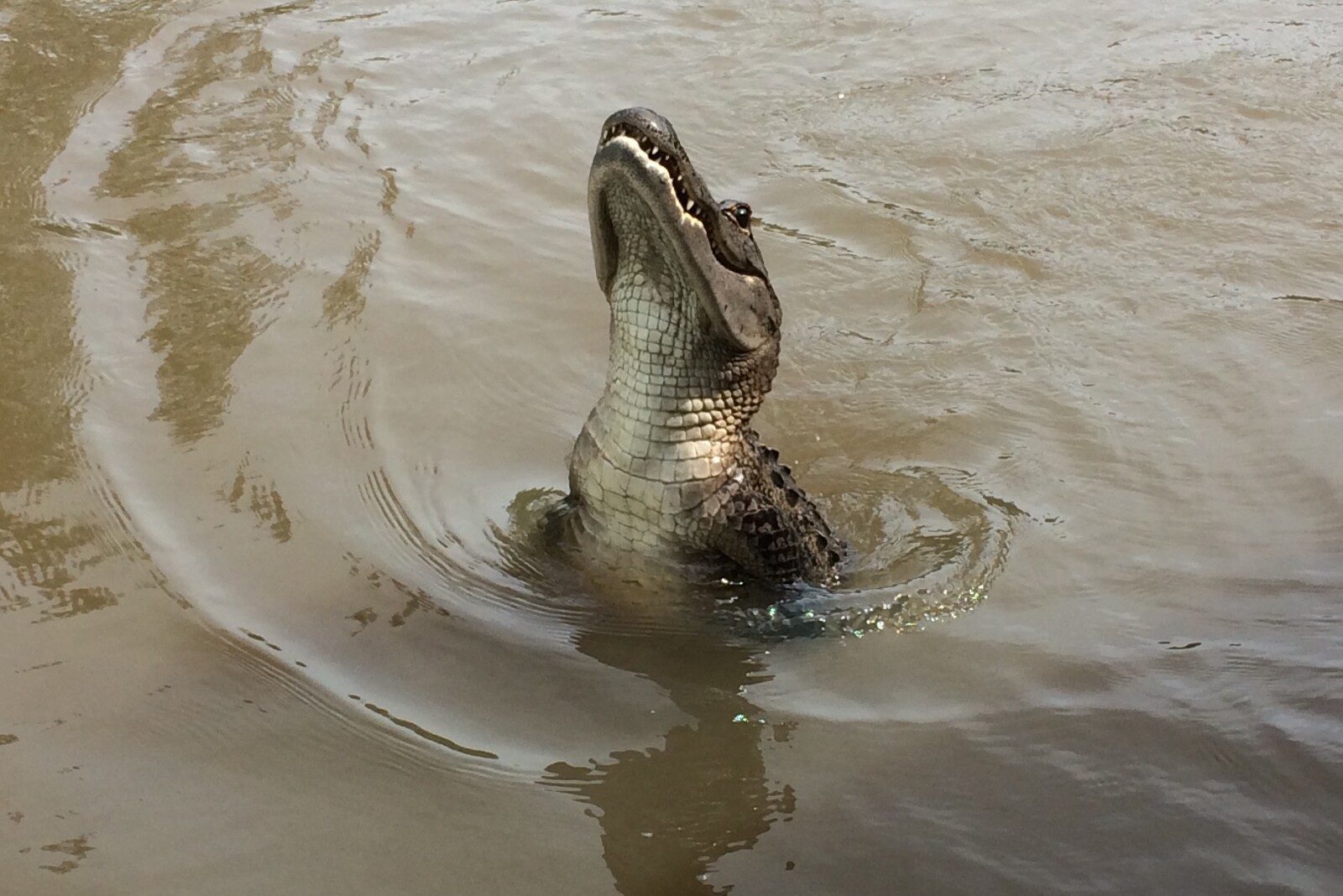 what sounds do alligators make