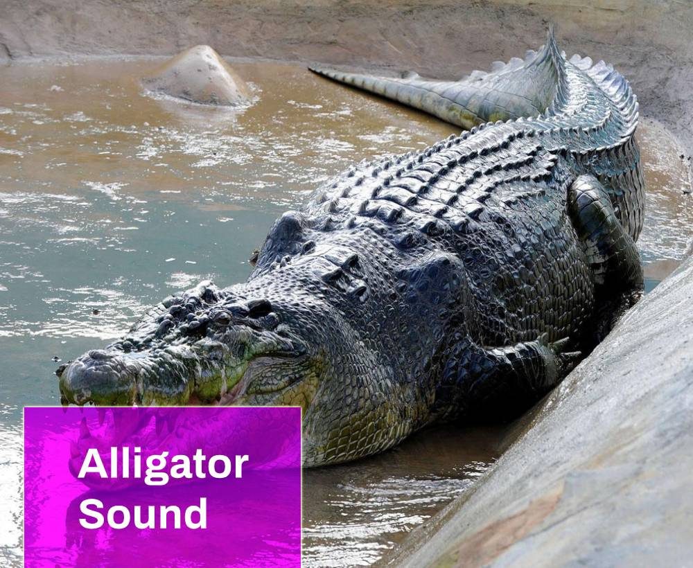 what sounds do alligators make