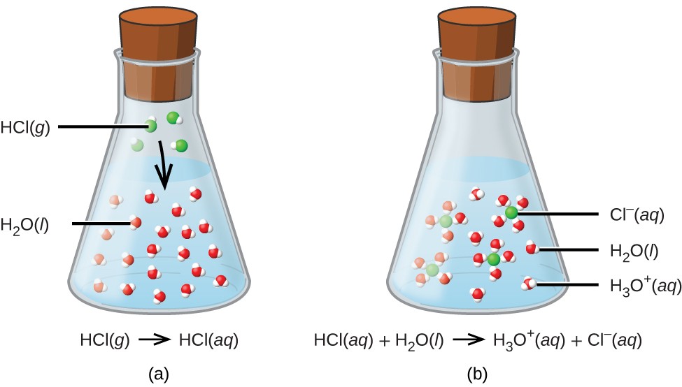 which is true about the dissolving process in water