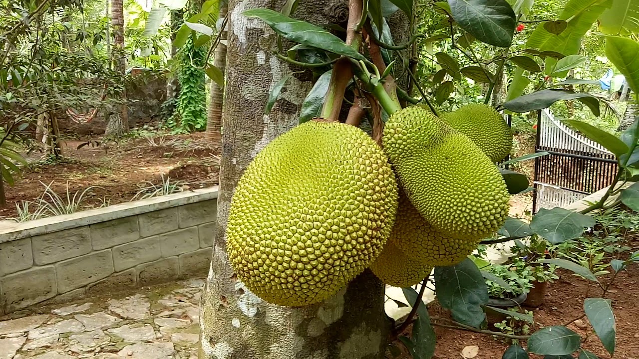 biggest fruit in the world