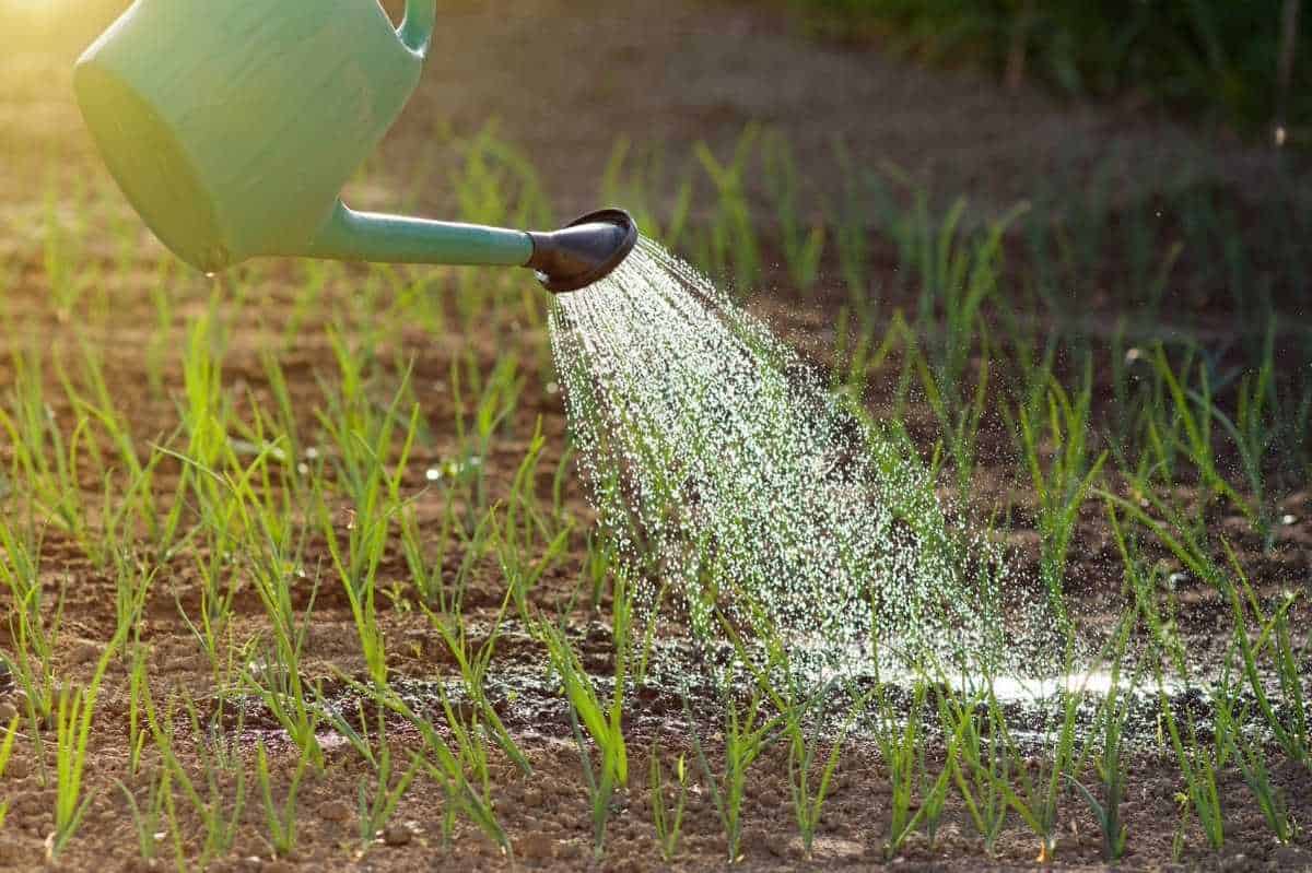 planting green onions