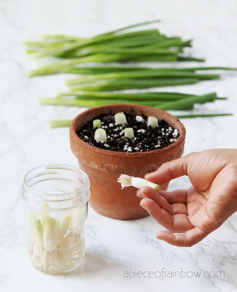 planting green onions