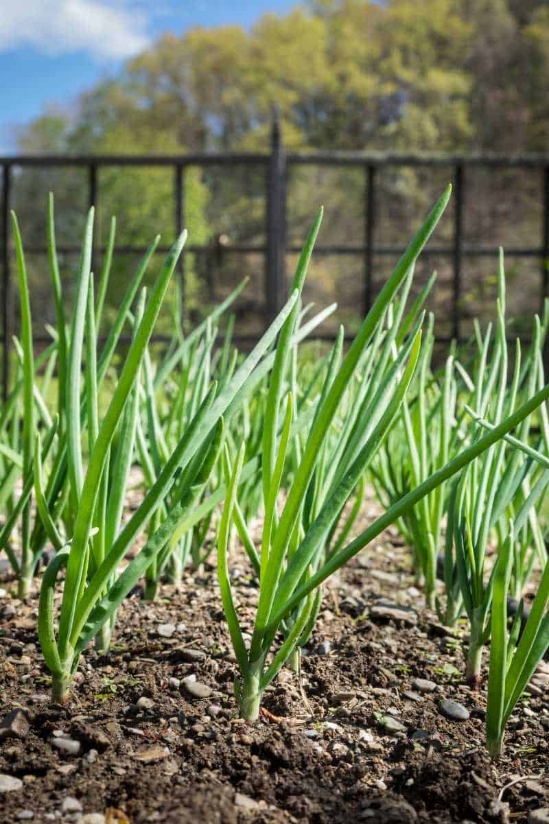 planting green onions